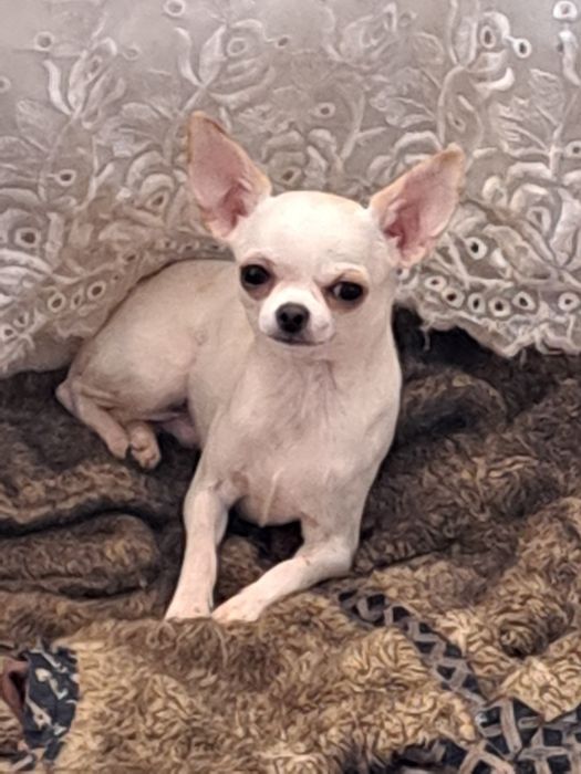 Вязка мини Чихуахуа