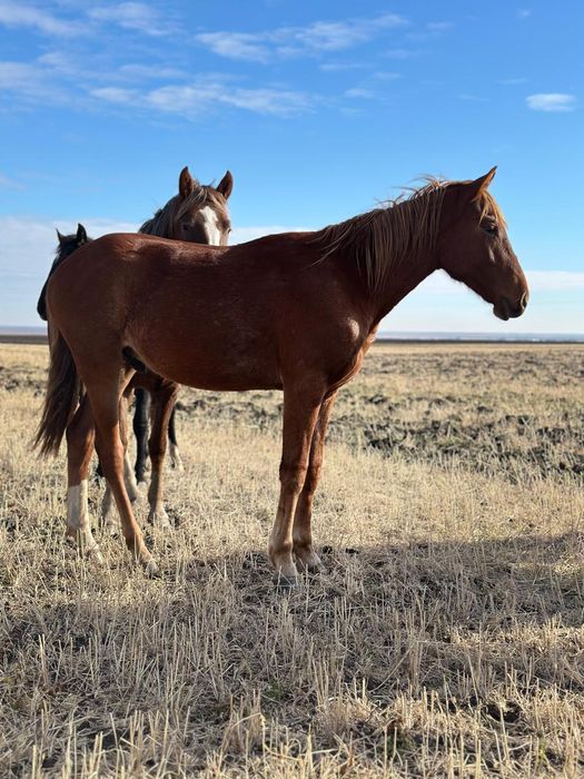 Продам тай Қостанайской породы.