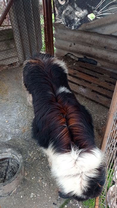 Българско овчарско куче