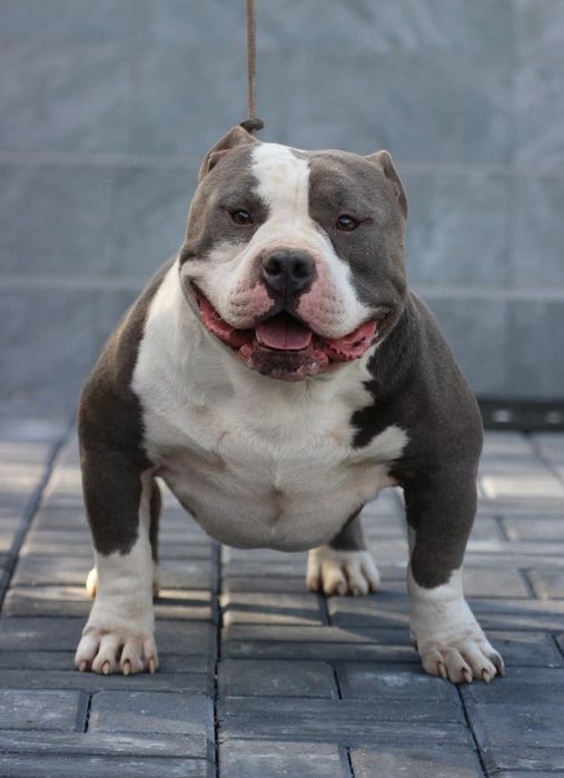 Mascul American Bully, BIGDOGS Romania kennel