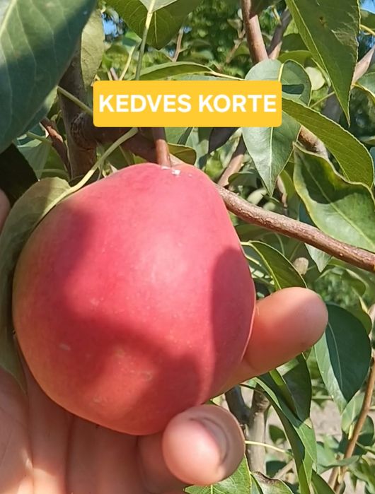 Pomi fructiferi  aclimatizați