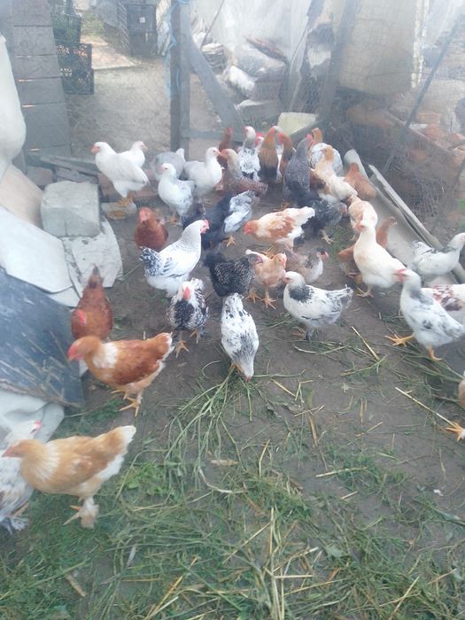 Pui de țară și cocos