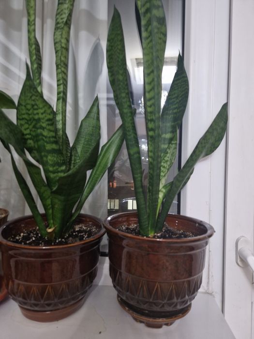 Комнатные растения