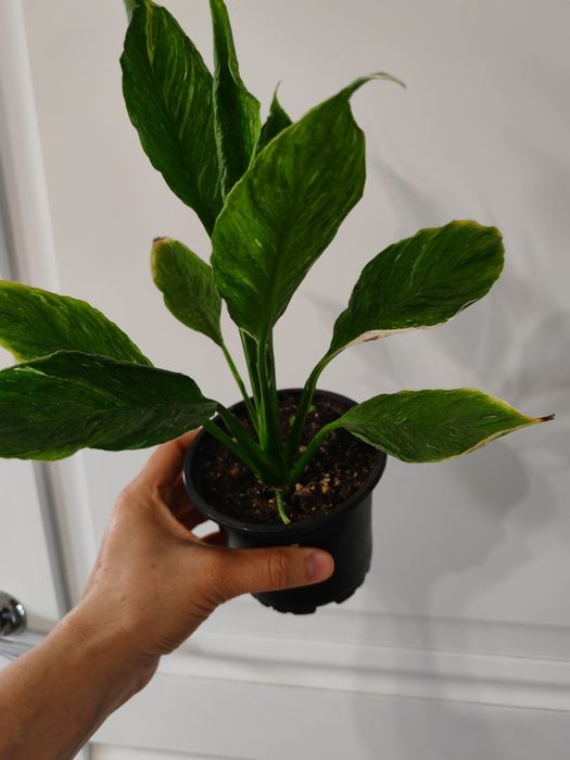 Бөлме гүлдері. Район Компоселок