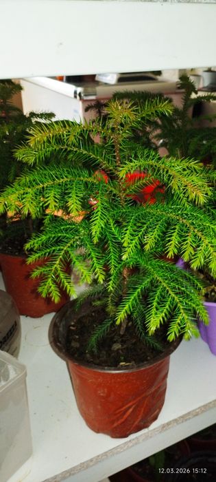 Ёлка Араукария свежий