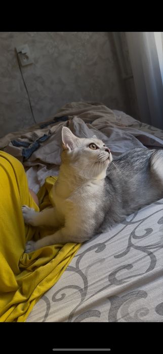 Шотландская прямоухая