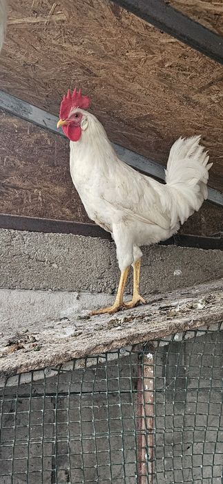 Pui Australorp , OliveEgger . Cocosi