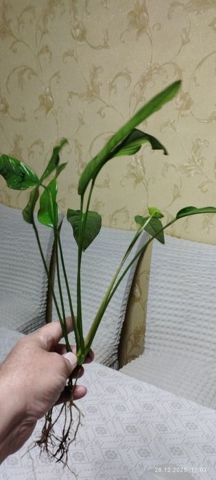 Анубиас крупнолистный