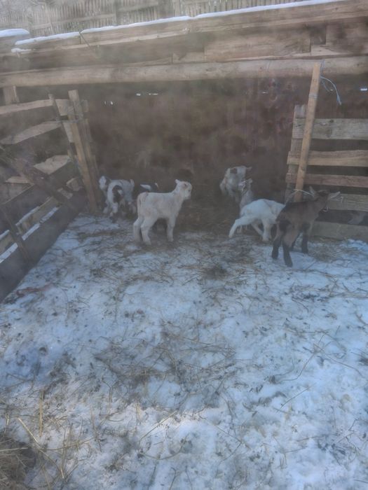 Vindem capre bune sunt o parte fătatate o parte trebuie să fete