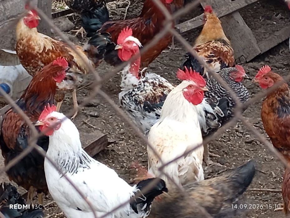 Продам петушков разных пород