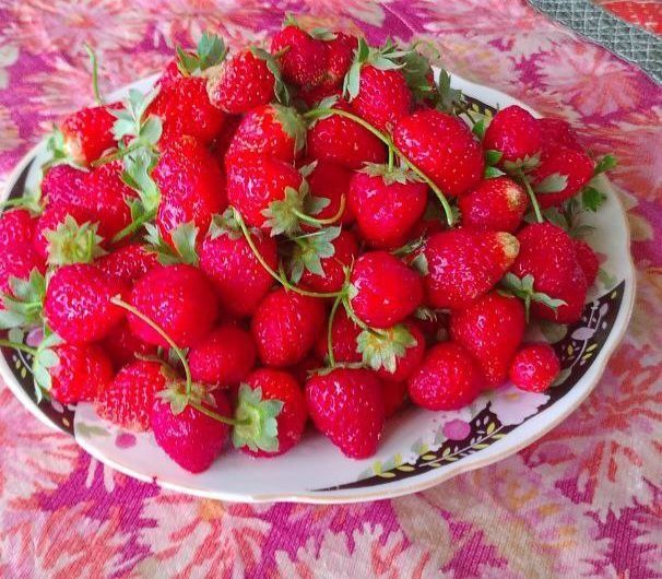 Qulupnay koʻchatlari