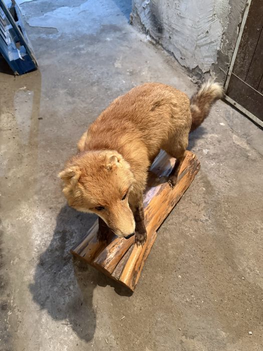 Продавам препарирана лисица