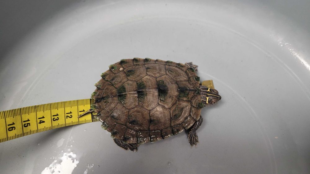 Vând două broaște țestoase