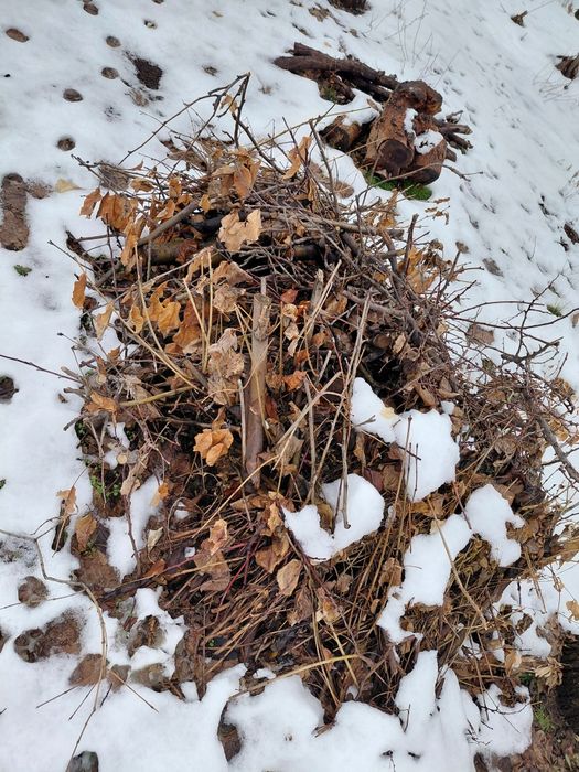 Отын трава отын агаш