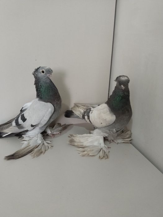 Голубы двухшубые