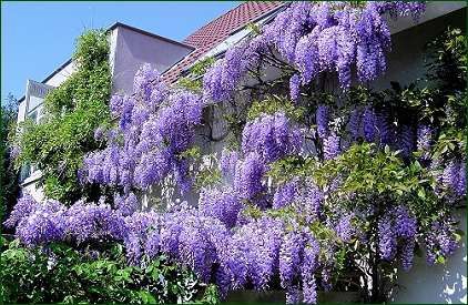 Wisteria la ghiveci -Scenă de început cu o poartă de grădină din fier