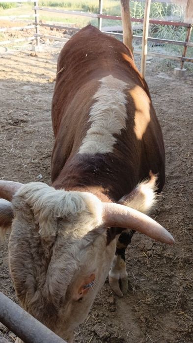 Buqalar sotiladi jivoy vesga eng kichkinasi 450 kottasi 600+650 kilo