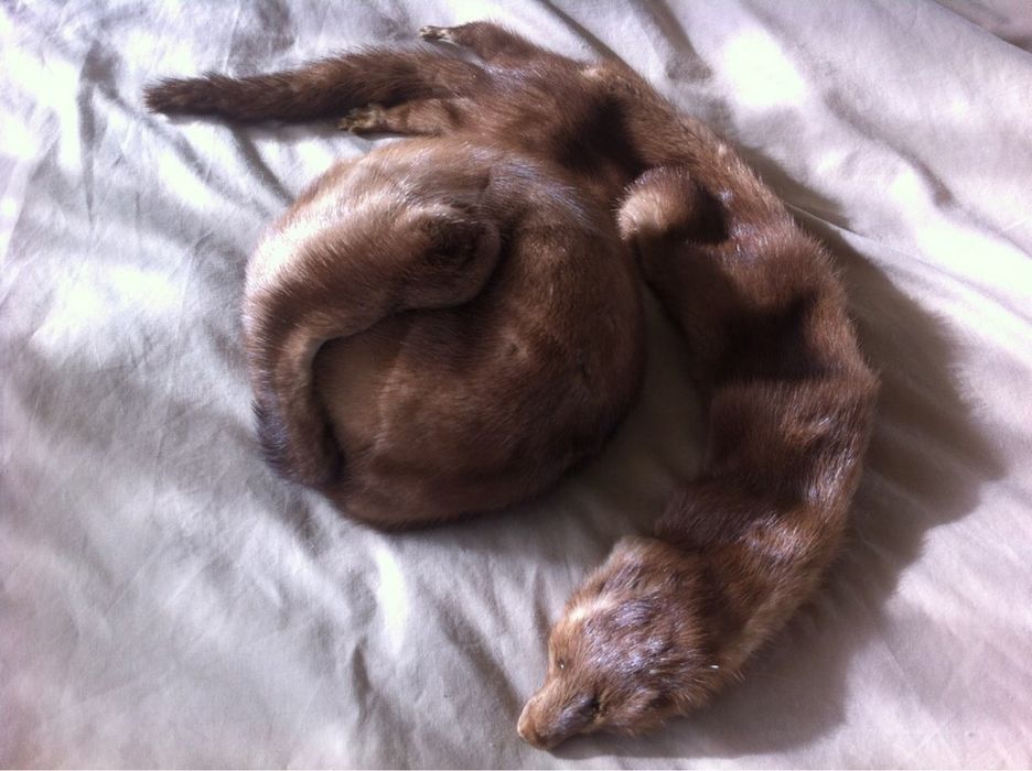 Яка от кафява норка