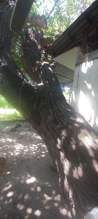 Tut daraxti 50 yillik