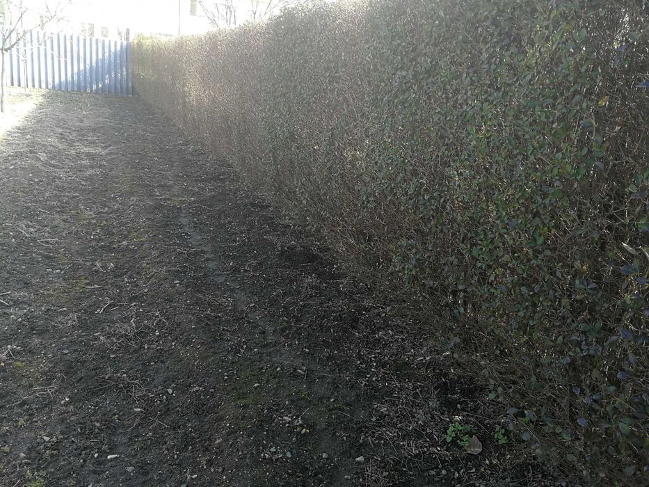 Разсад жив плет продавам