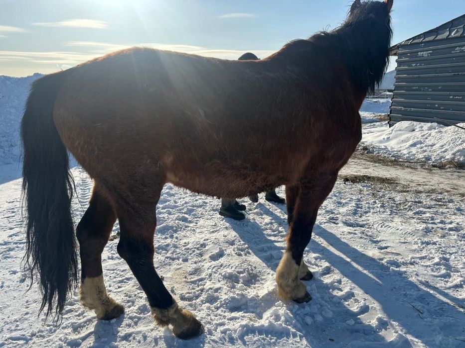 Продам коня полносью обучен