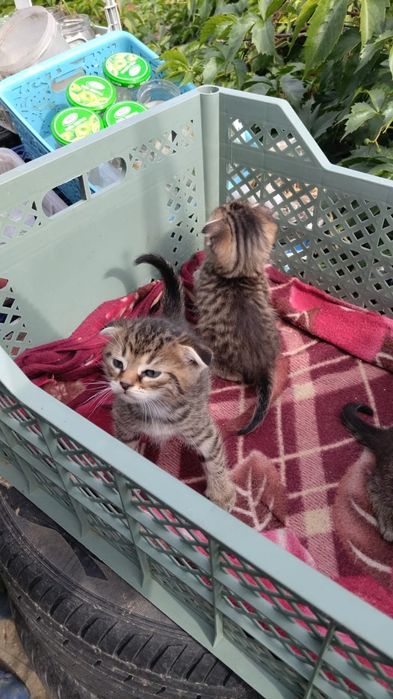 отдам котят веслоухих