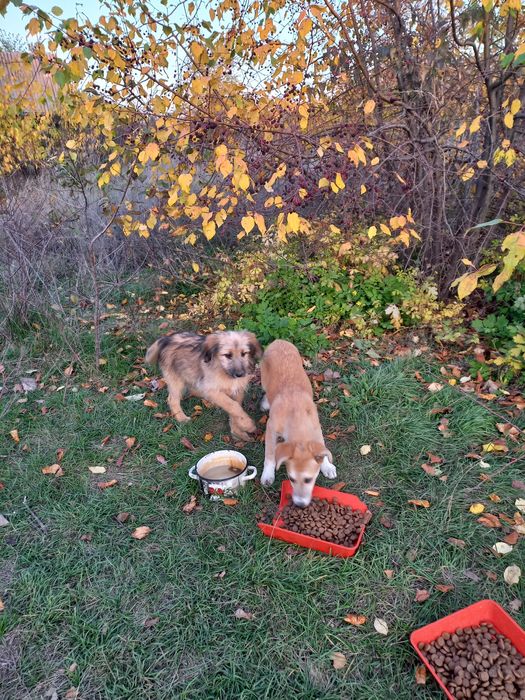 Щеночки в добрые руки
