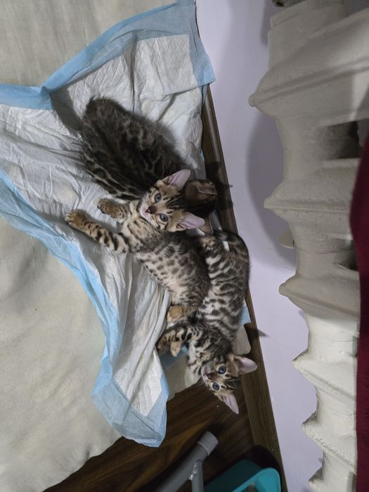 Продам котят бенгальские