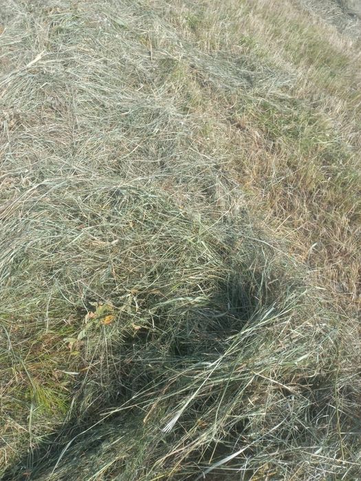 Продам сено в рулонах