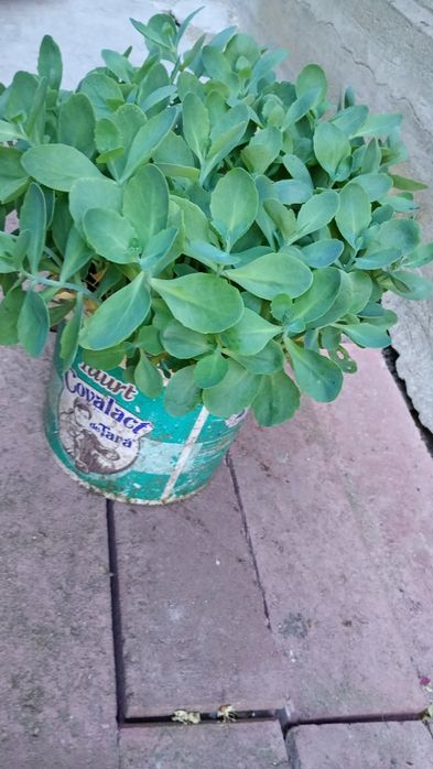 trandescamtia albiflora si sedum
