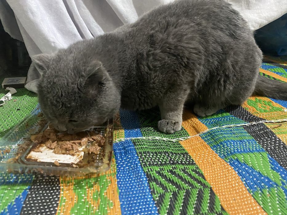 Shotlanski kotik sotiladi