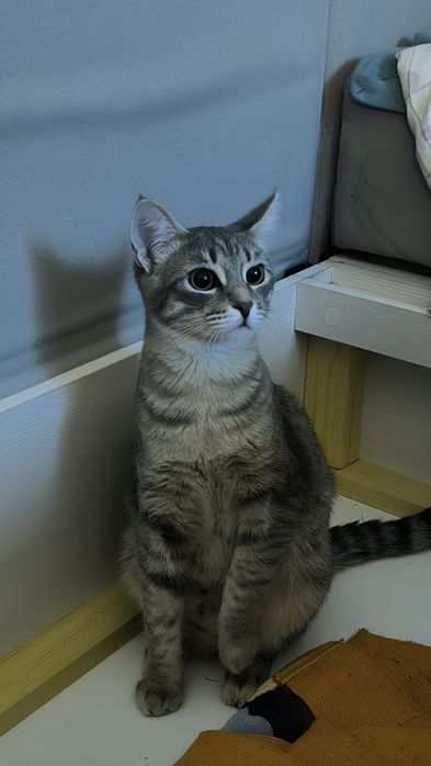 Отдам  кота в хорошие руки