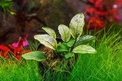 Anubias  nana Pinto – plantă rară, stoc limitat, doar 5 bucăți.