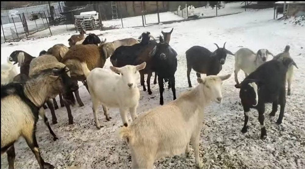 Нубийский,альпий француз-альпий, голанд-занин ешілері сатылады