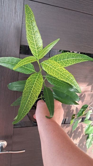 Комнатные цветы неприхотливые