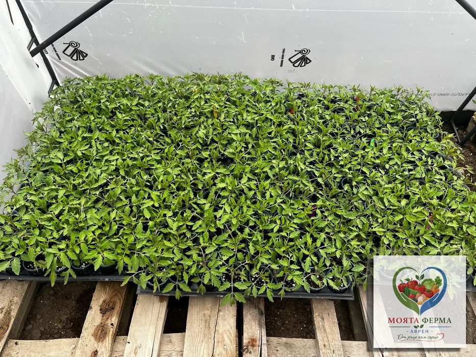 Разсад - домат, пипер, краставици