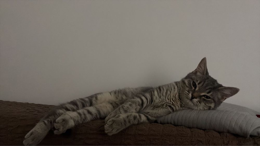 Продается кошка шотландка