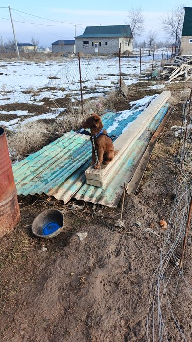 Отдам даром девочку