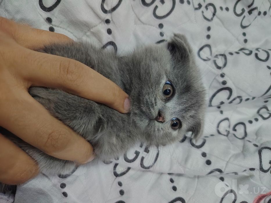 Шотландская вислоухая кошка