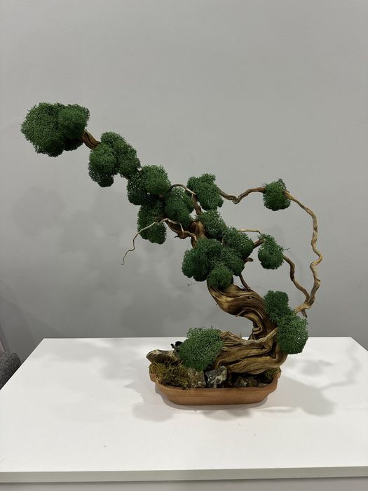 Бонсай натуральный живой