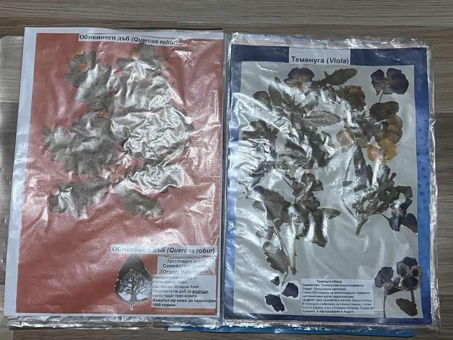 Хербарий 7 клас по Биология