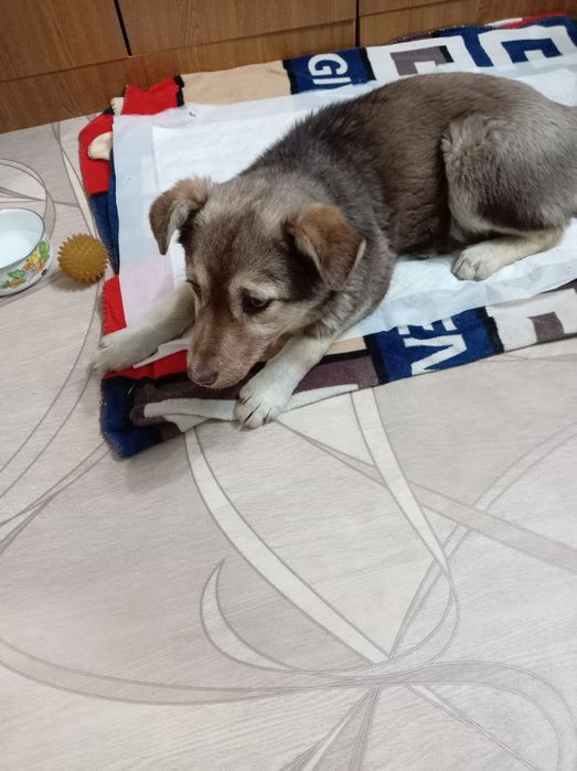 Отдам в добрые руки