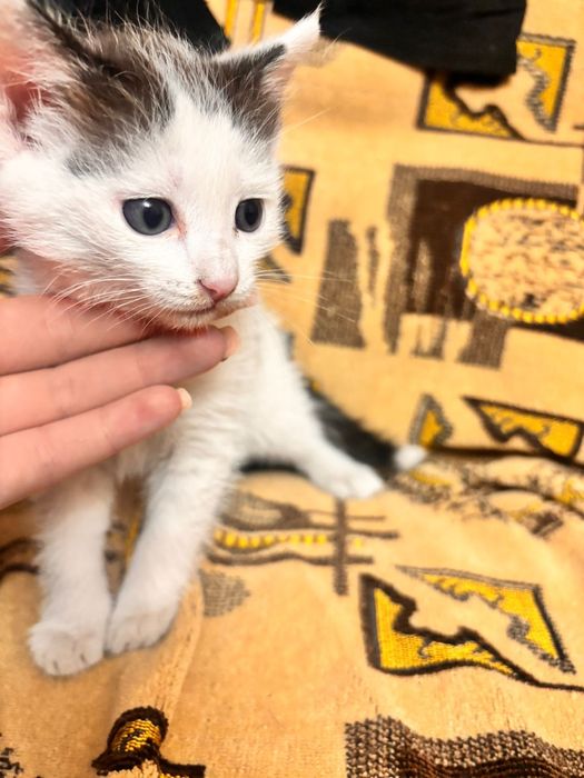 Котенок мальчик в добрые руки