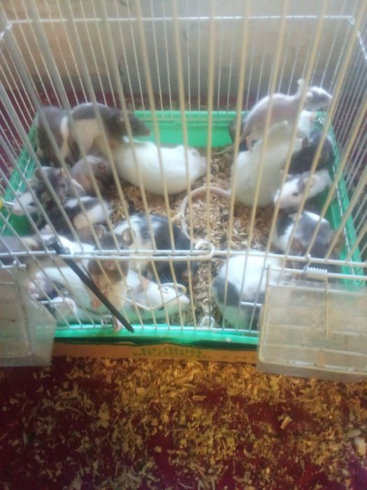 Отдам крыс срочно к рукам приучены