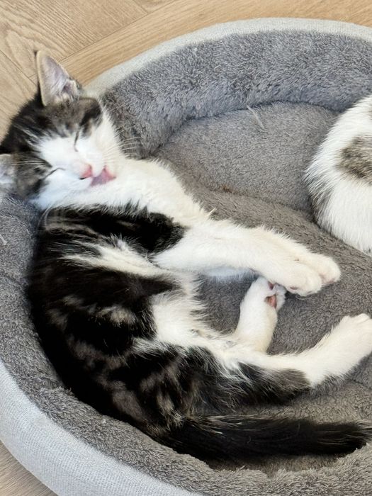 Котенок ищет дом бесплатно