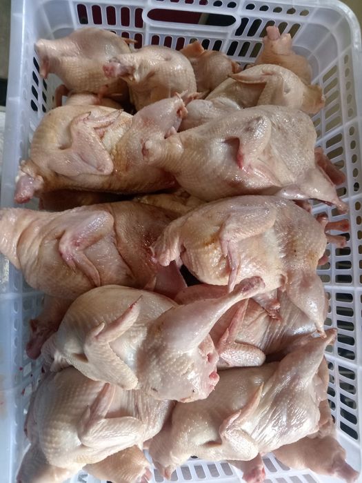 Продам мясо перепела