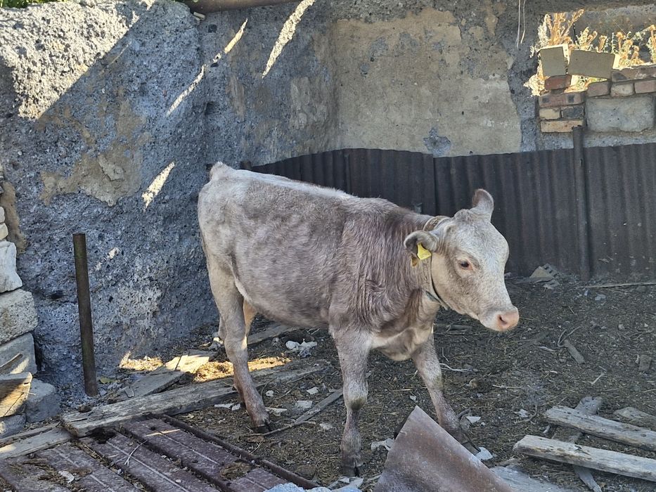 Продам телят. 3 тёлочки и бычек.