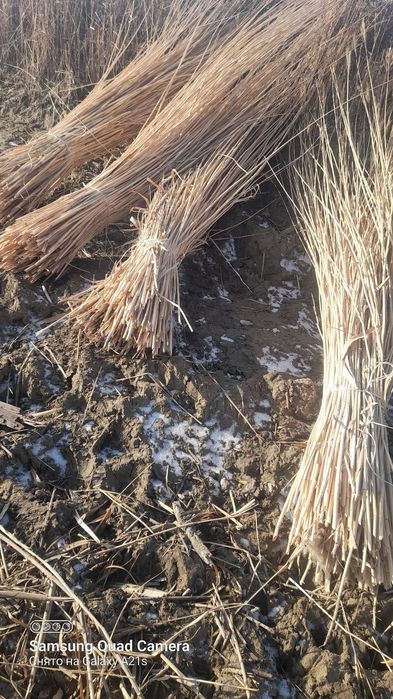 Бау қамыс сатылады