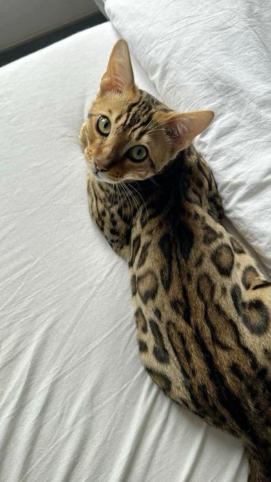 Продам кошек семья