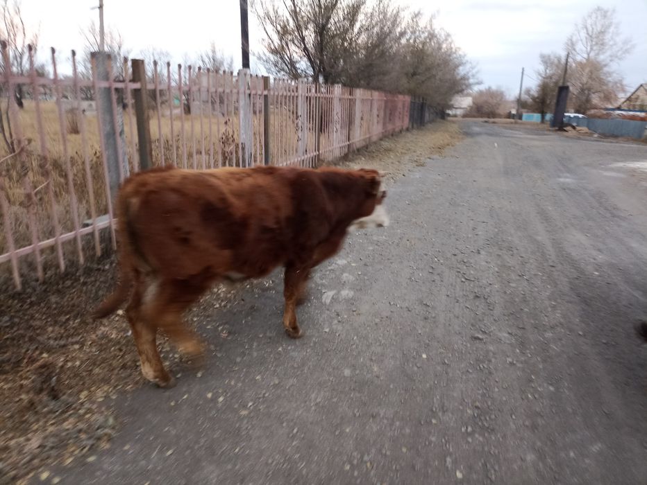 2 сиыр бір бұзау сатылады